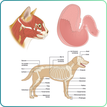 Veterinary Stock Images