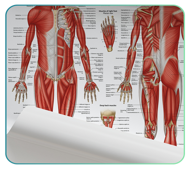 Anatomy Posters