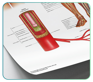 Artery Anatomy Models and Posters