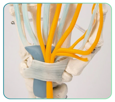 Hand and Wrist Anatomy Models and Posters