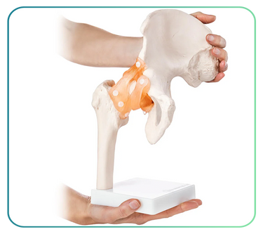 Hip Models and Anatomy Posters