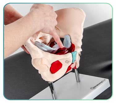Pelvis Anatomy Models and Posters
