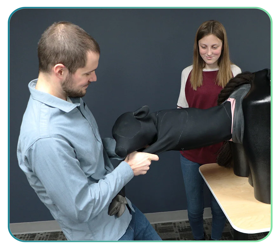 Bovine Simulators and Clinical Skills Training Models – AnatomyStuff