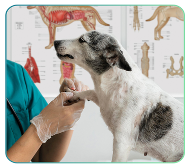Canine Anatomy Posters