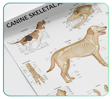 Veterinary Anatomy Education
