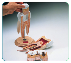 Dental Models and Teeth Anatomy Posters – AnatomyStuff