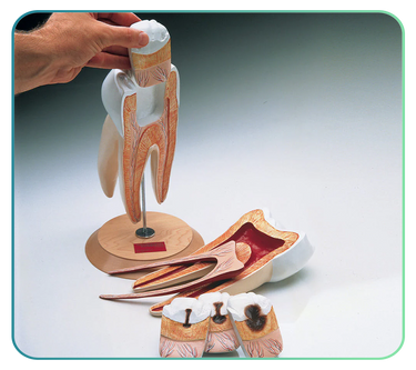Dental Models and Teeth Anatomy Posters