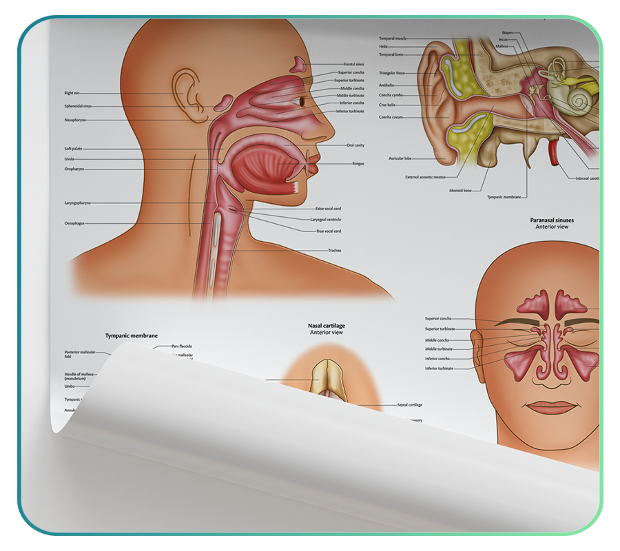 ENT Anatomy Posters – AnatomyStuff