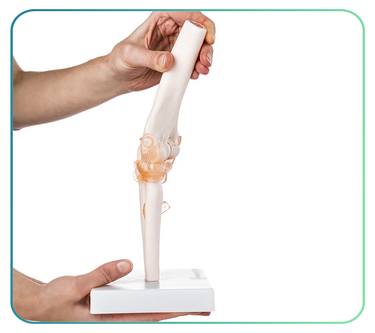 Elbow Models and Anatomy Posters