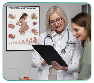 Antenatal & Pregnancy Education Models and Posters