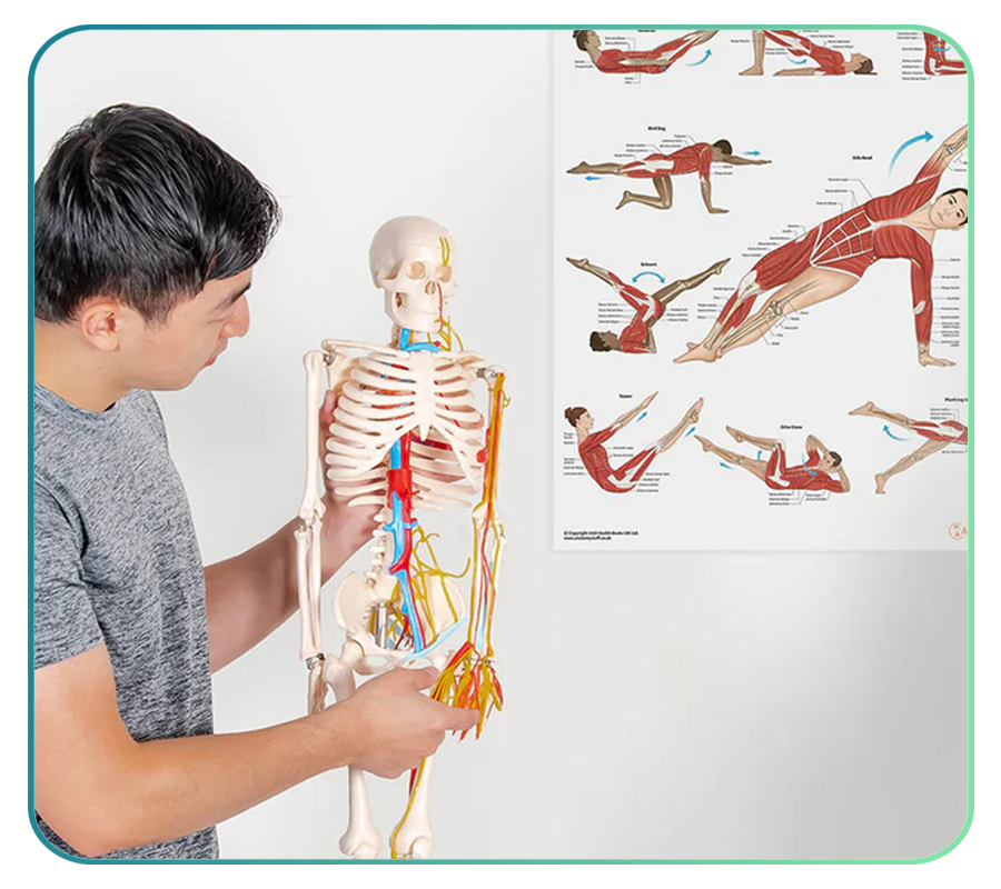 Sports and Exercise Models and Anatomy Posters – Page 4 – AnatomyStuff