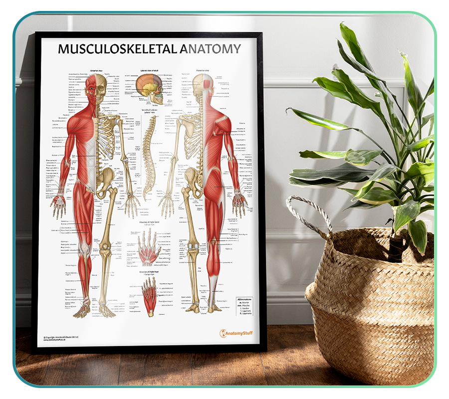 Musculoskeletal System Anatomy Models and Posters – AnatomyStuff