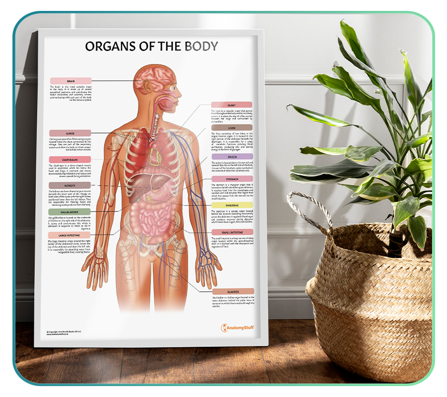 Health Body Model Organs of the Body Models and Anatomy Charts – Page 2 – AnatomyStuff