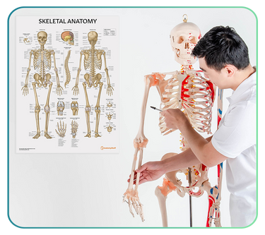 Skeleton Anatomy Posters