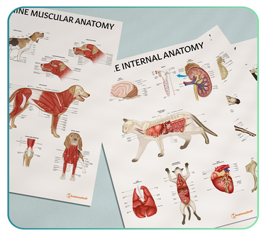 Veterinary Anatomy Posters