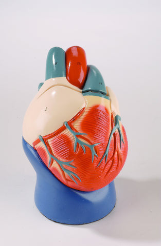 Life-Size Heart Model