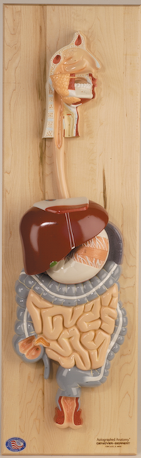 Digestive System Model