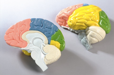 Colour-coded Brain Model (Life Size)