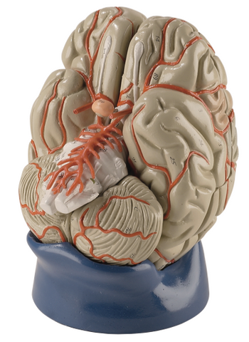 Deluxe Brain Model (8 part)
