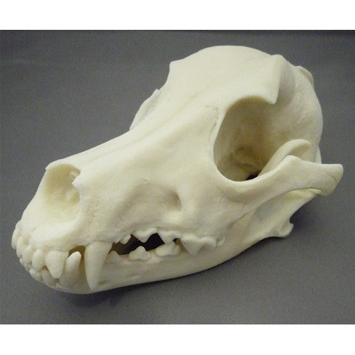 Dog Skull Model