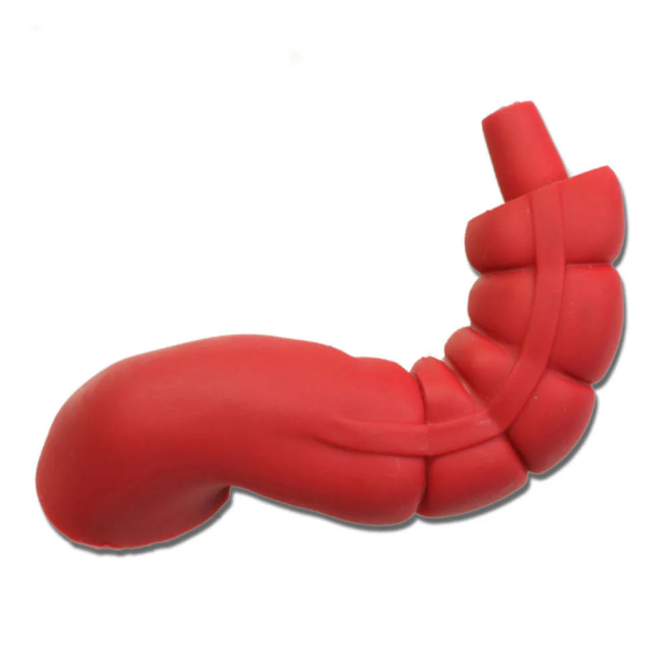 Sigmoid Large Intestine For Otto Ostomy