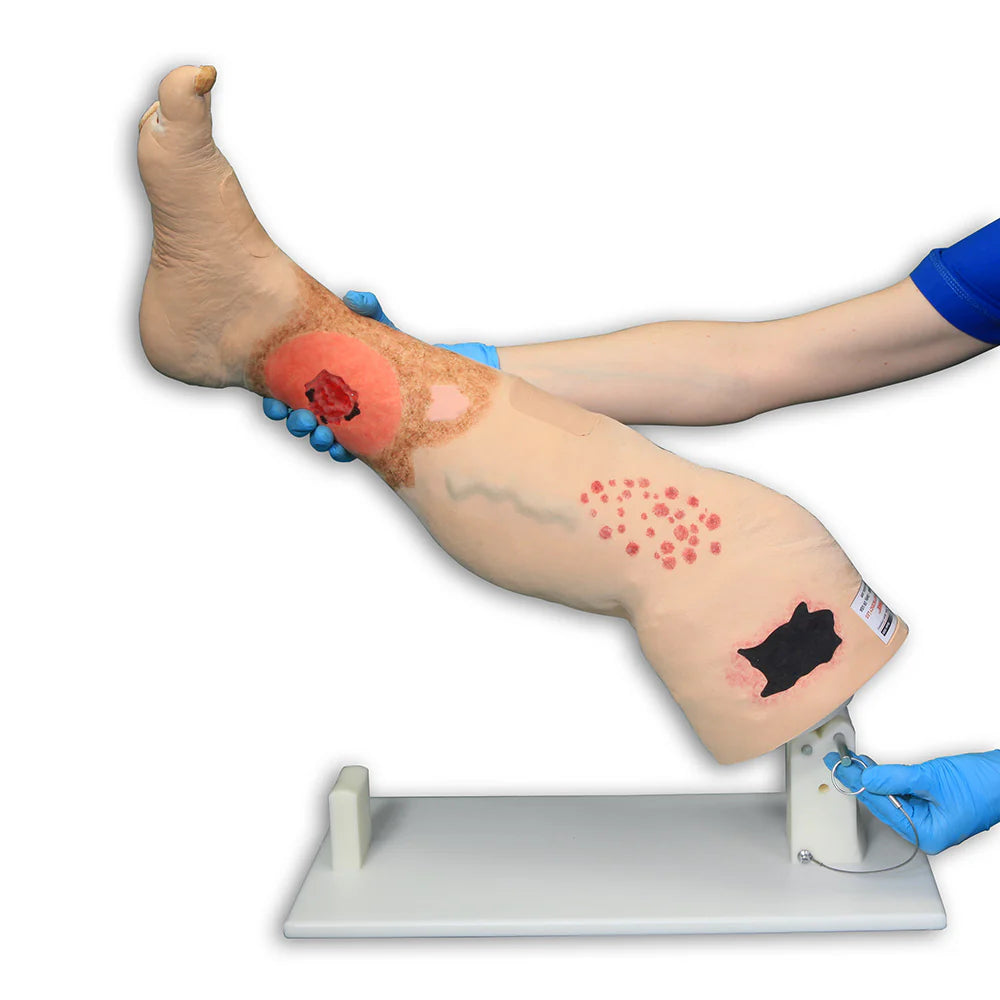 VATA0550 Vinnie Venous Leg on Stand