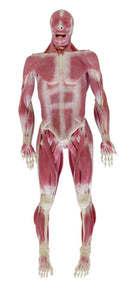 Switch Frontal View of the SynDaver &quot;SynTissue&quot; Musculoskeletal Model 2 image