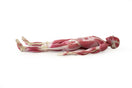 Switch Lateral View of the SynDaver &quot;SynTissue&quot; Musculoskeletal Model 3 image