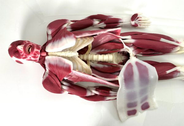 SynDaver "G3 Silicone" Musculoskeletal Model with the abdominal muscles removed