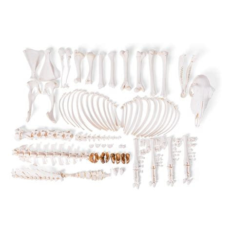 Disarticulated Sheep Skeleton (Ovis Aries)