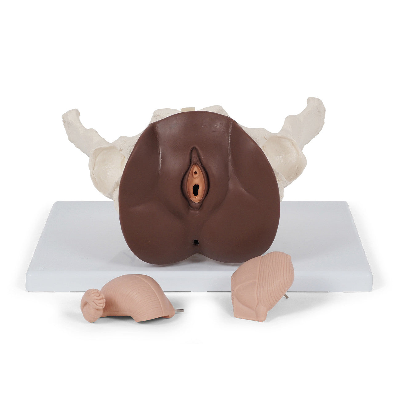 Female Pelvis Skeleton with Genital Organs (3 part)