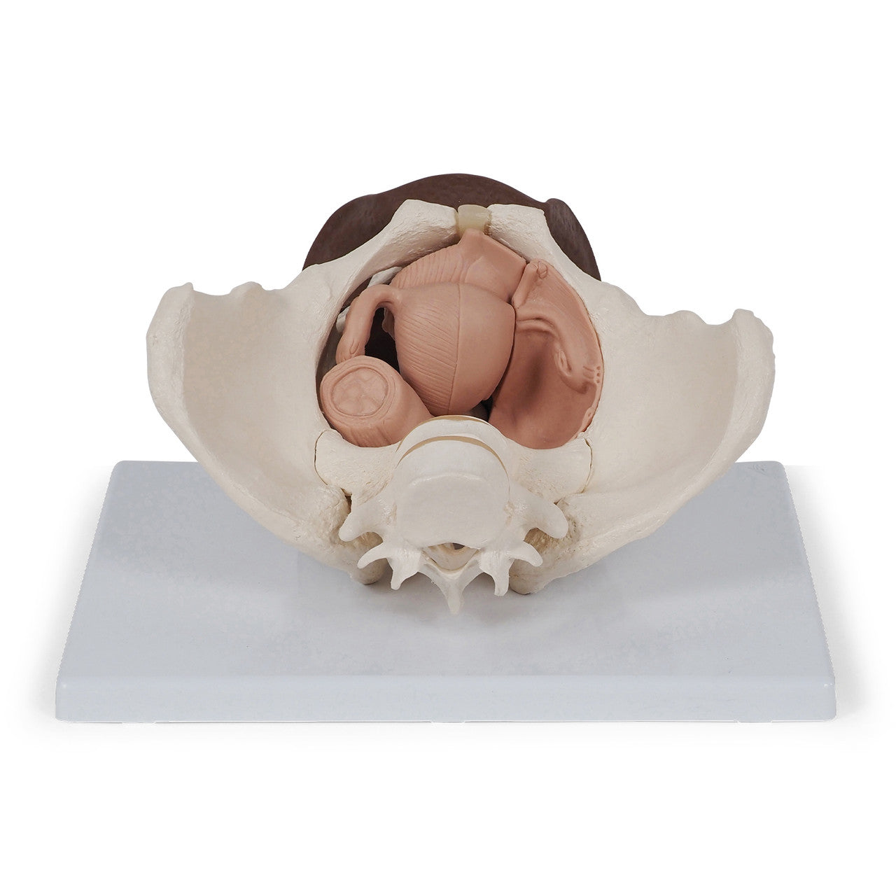 Female Pelvis Skeleton with Genital Organs (3 part)