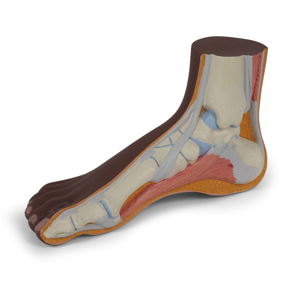 Normal Foot Model