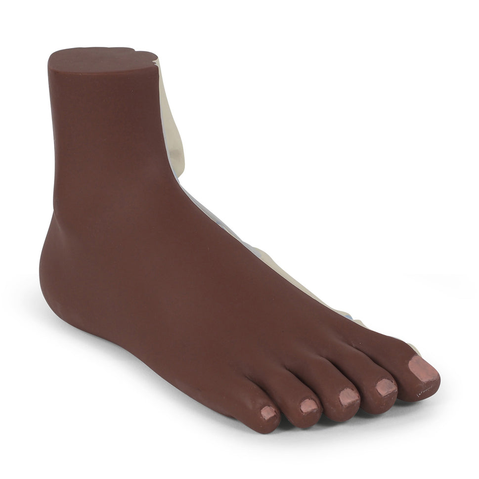 Normal Foot Model