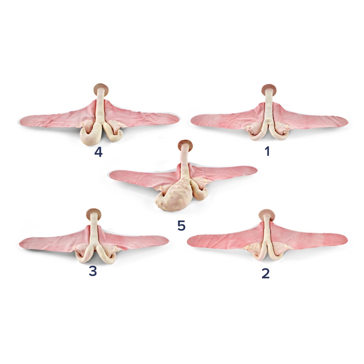 Bovine Theriogenology Uterus set (5 Part)