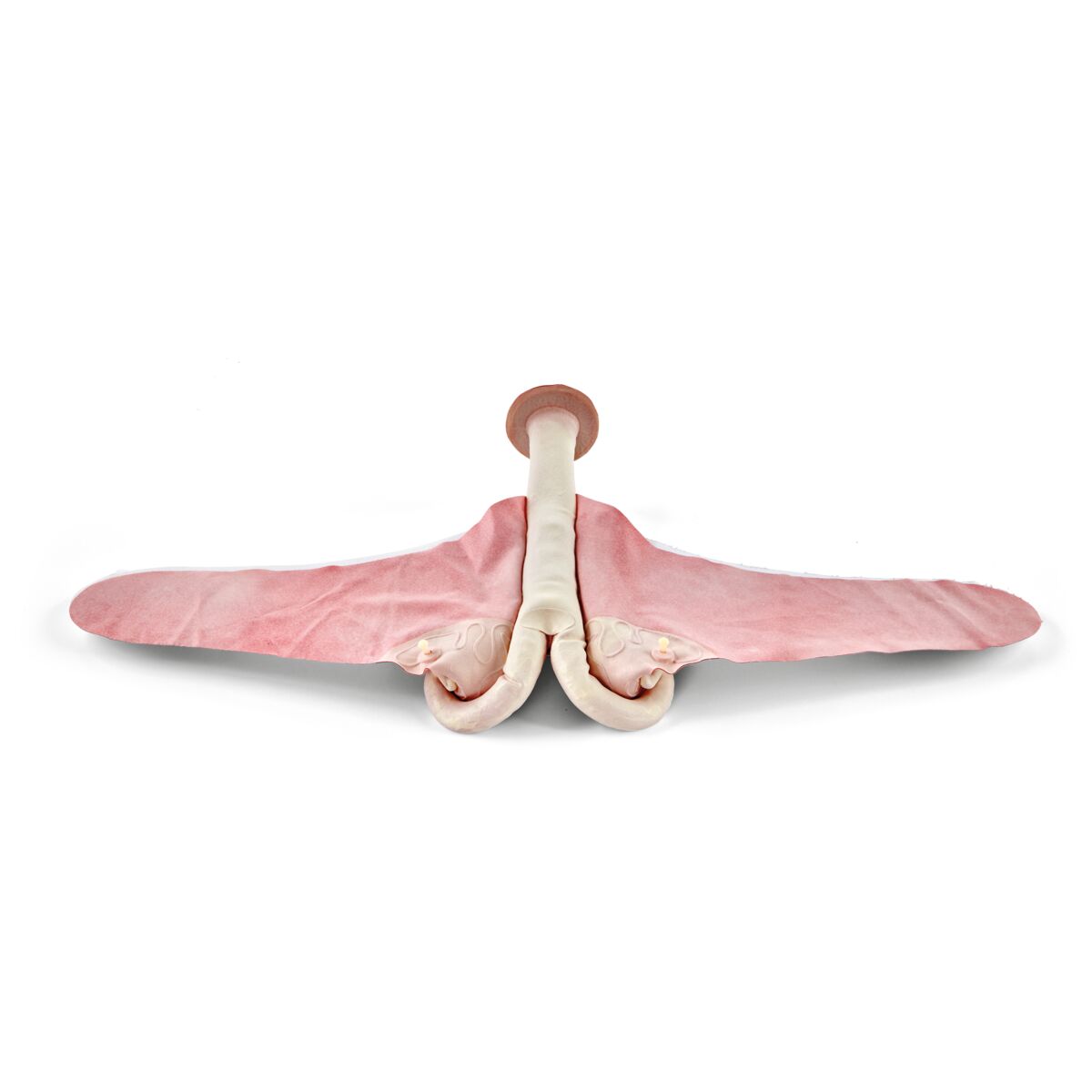 1025499 Bovine Theriogenology Uterus Set of 5