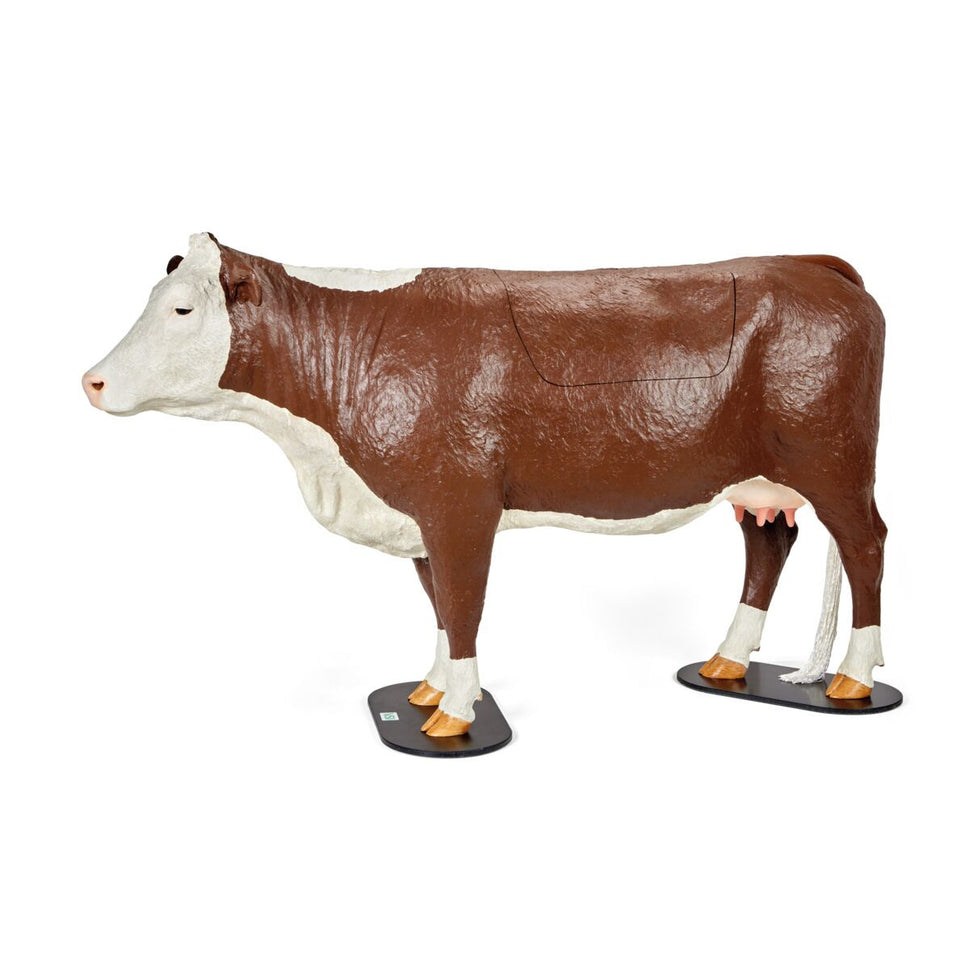 Bovine Dystocia Simulator (Hereford)