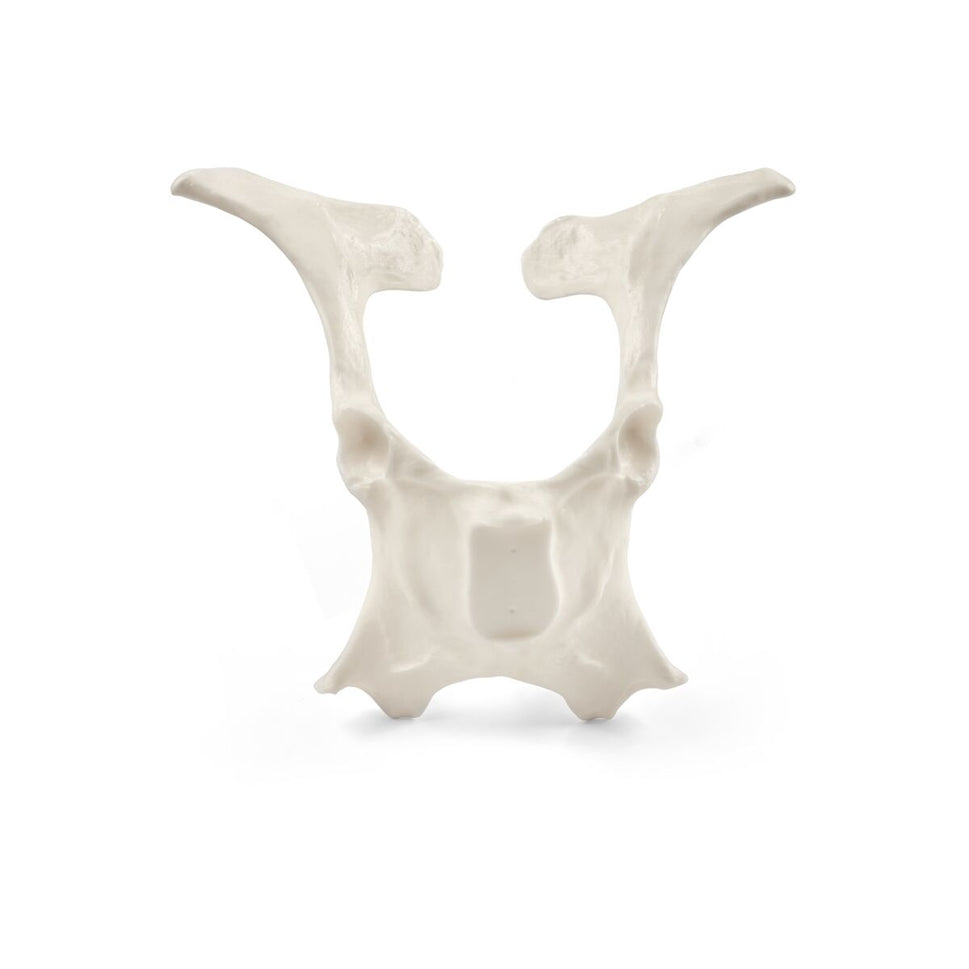 Replica Bovine Pelvis