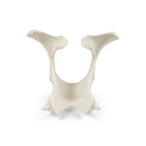Switch 1025517 Bovine Pelvis View 2 2 image