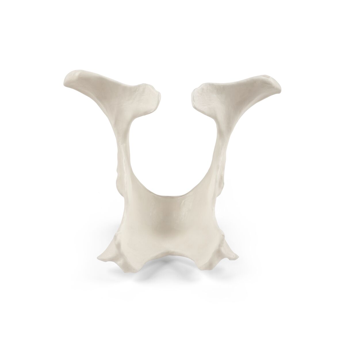 1025517 Bovine Pelvis View 2