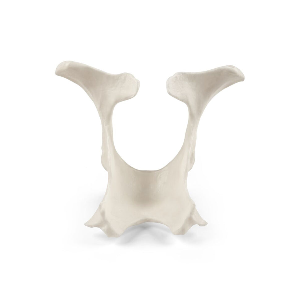 Replica Bovine Pelvis