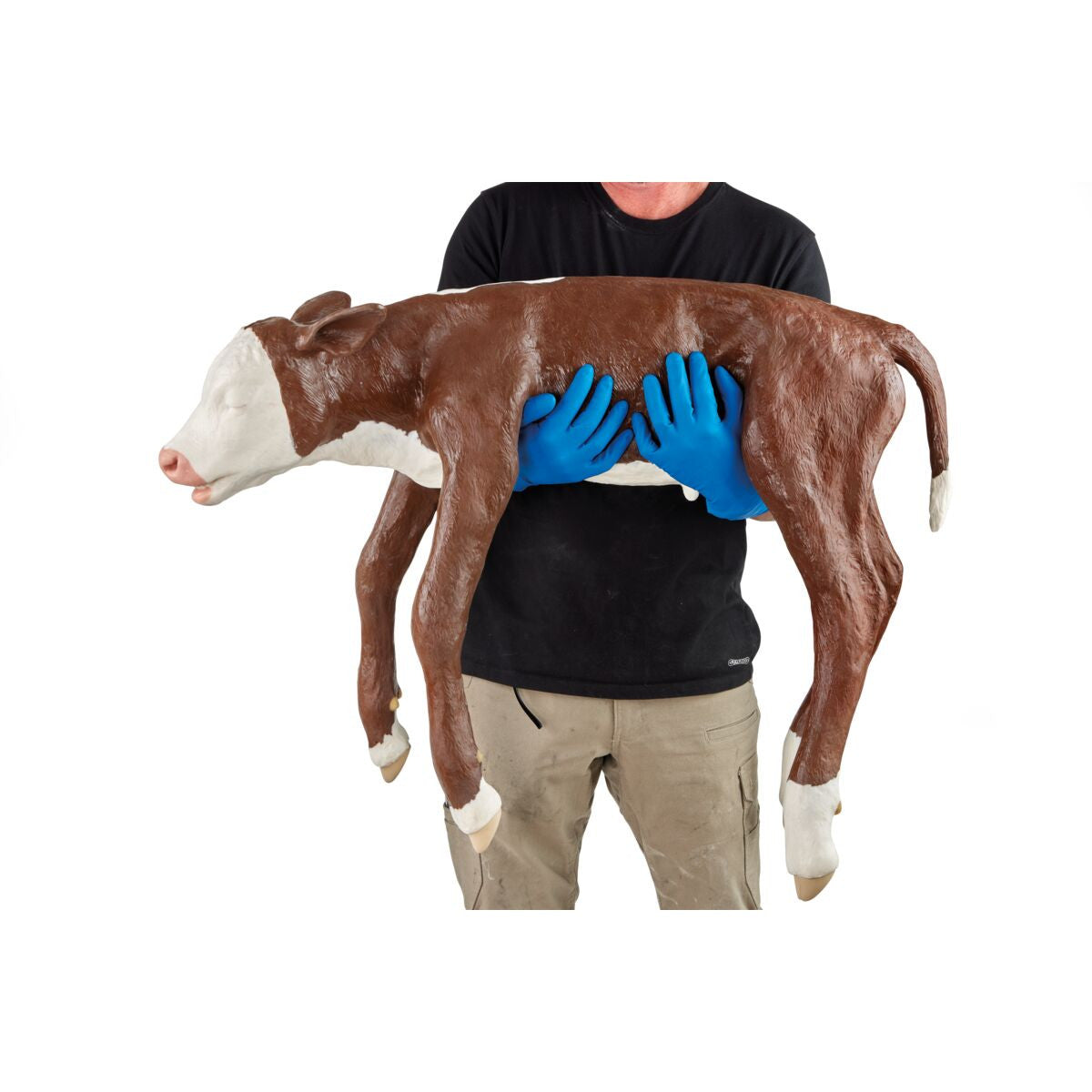 Dystocia Calf Model