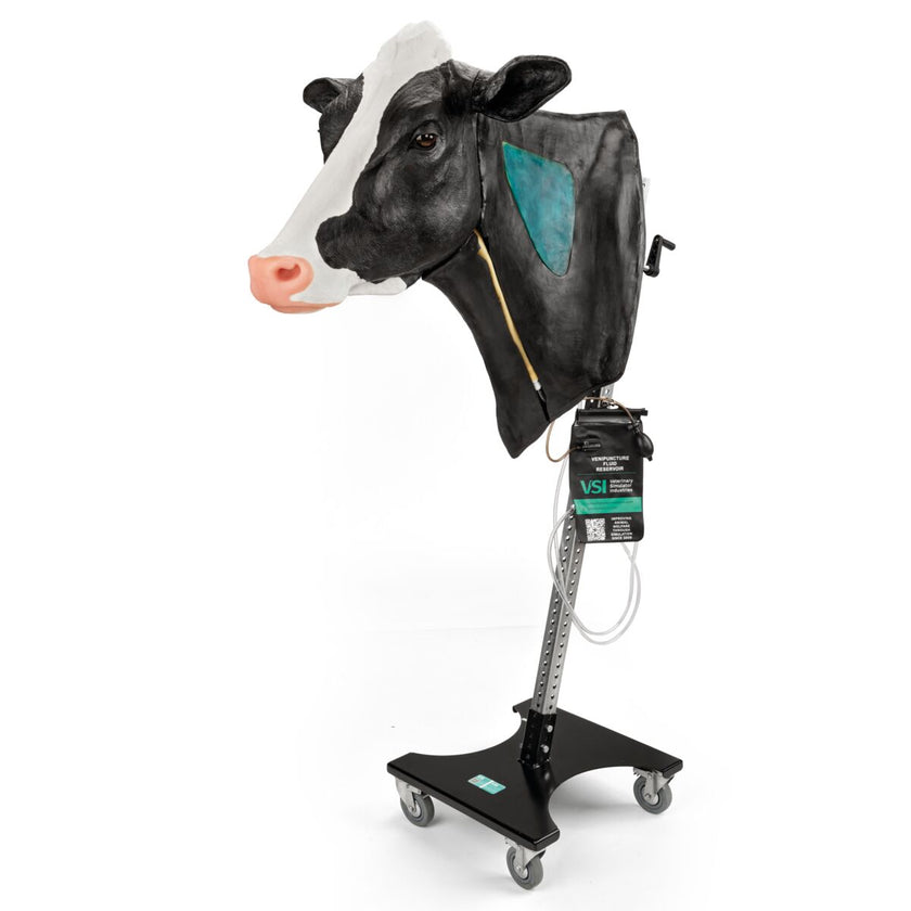 Bovine Venepuncture and Intramuscular Injection Simulator with stand 