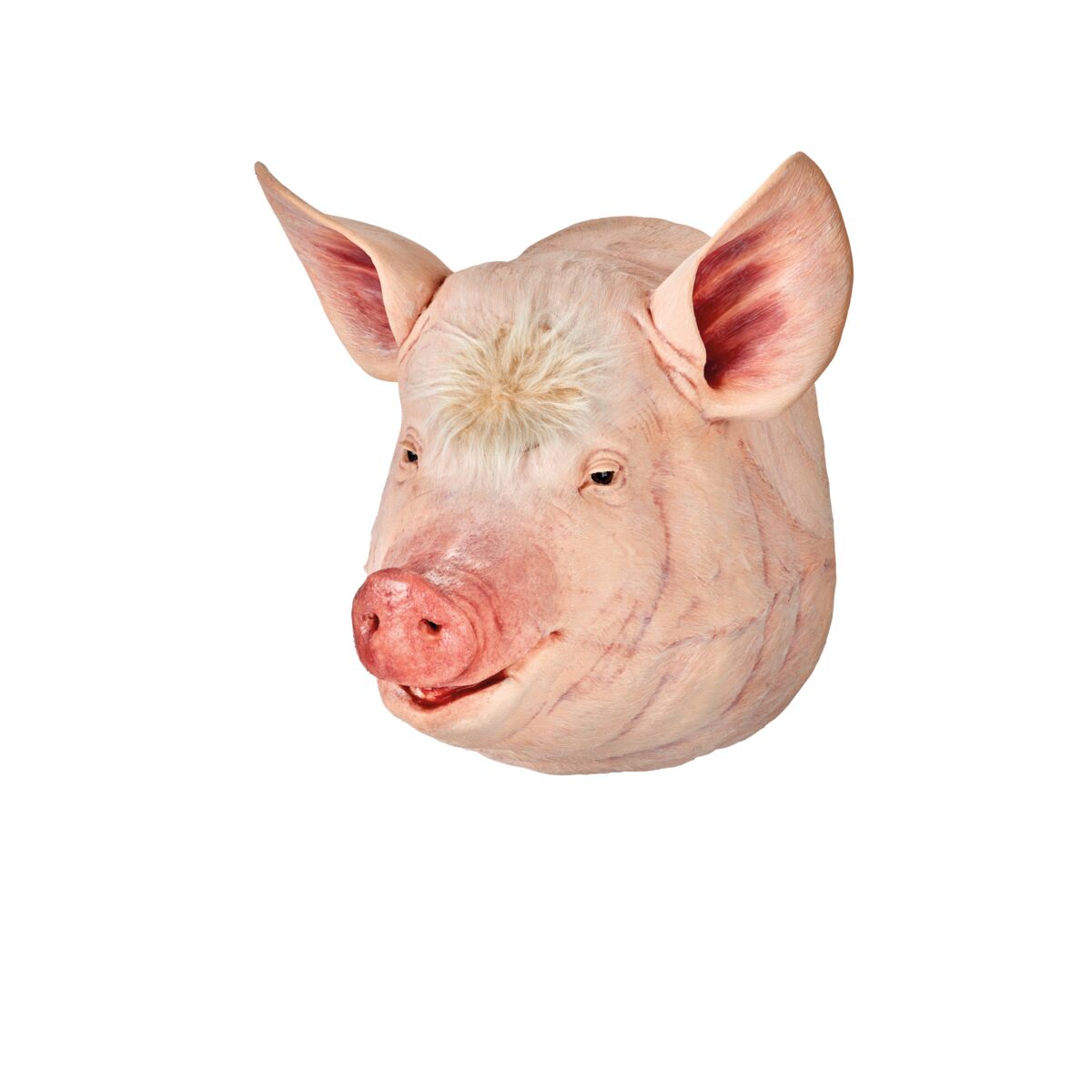 1025564_01_1200_1200_Sow-Captive-Bolt-Gun