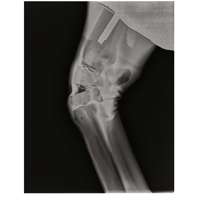 Equine Palpation / Radiology Limb Trainer