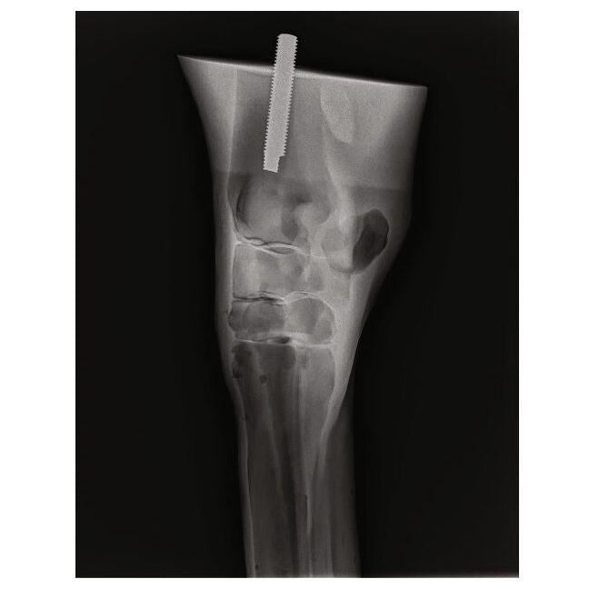 Equine Palpation / Radiology Limb Trainer