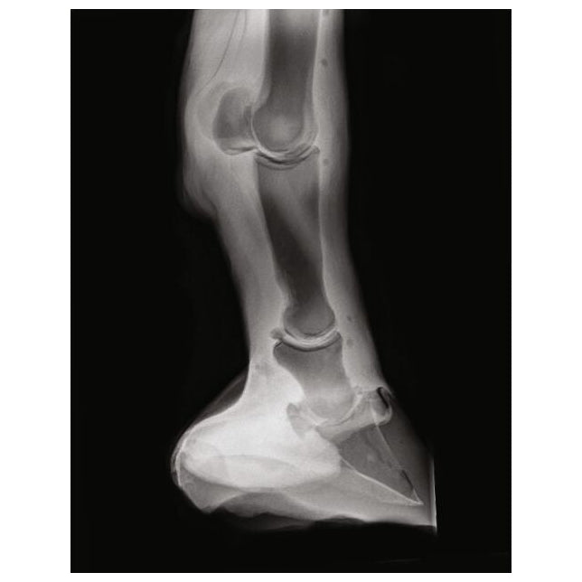 Equine Palpation / Radiology Limb Trainer