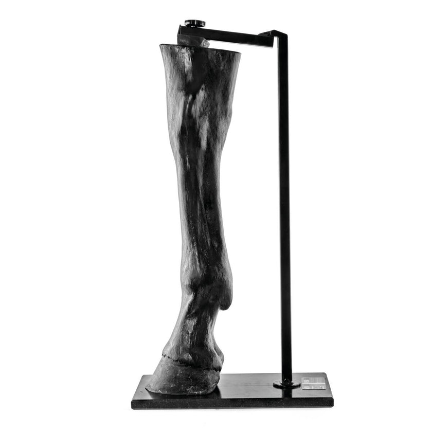 Equine Palpation / Radiology Limb