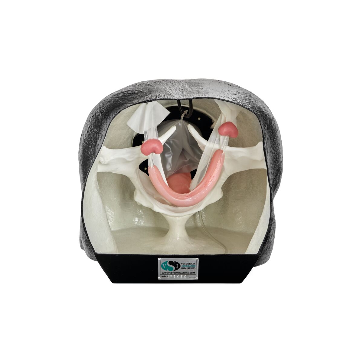 Equine Theriogenology Model