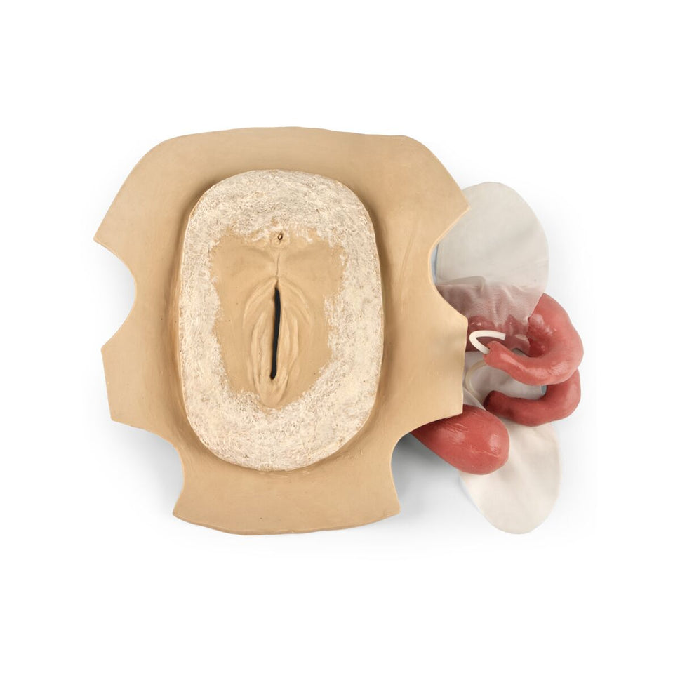 Southdown Ewe AI Uterus